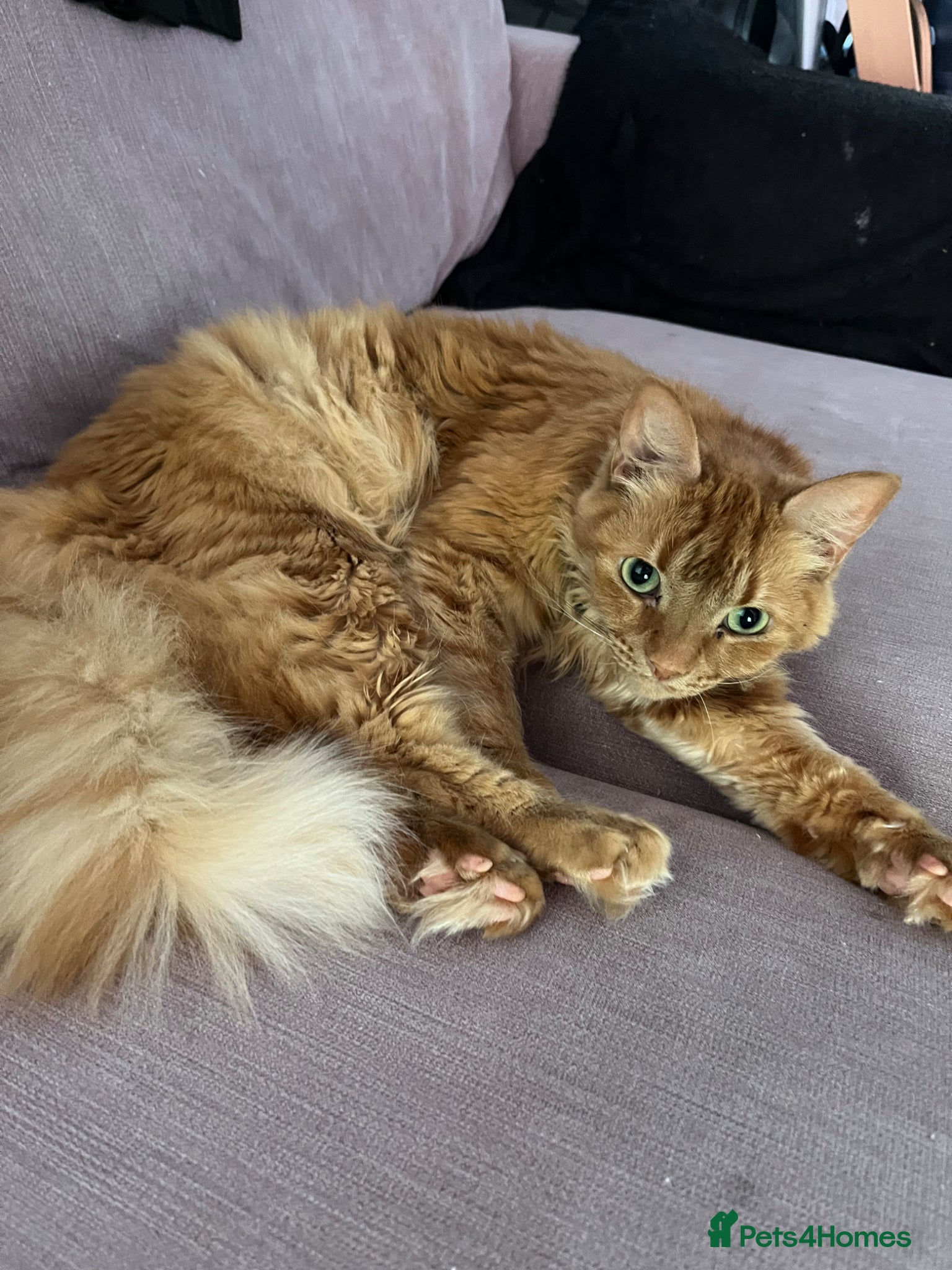 Mixed Breed cats Cats needing rehoming - Advert 18