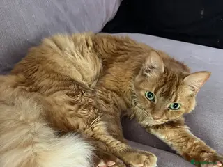 Mixed Breed cats Cats needing rehoming - Advert 18