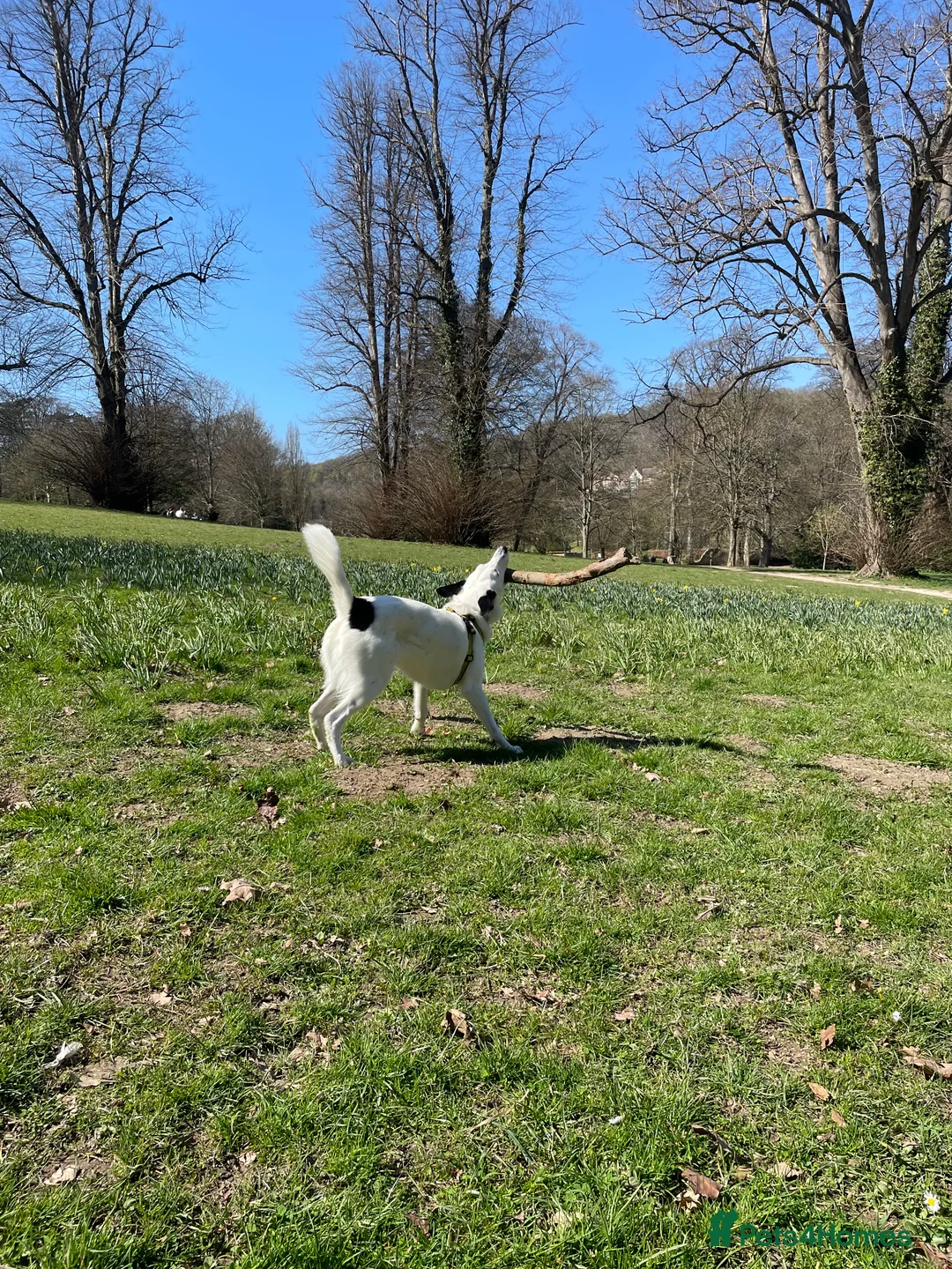 Border Collie dogs for sale: Koda is looking for her new home - Advert 15