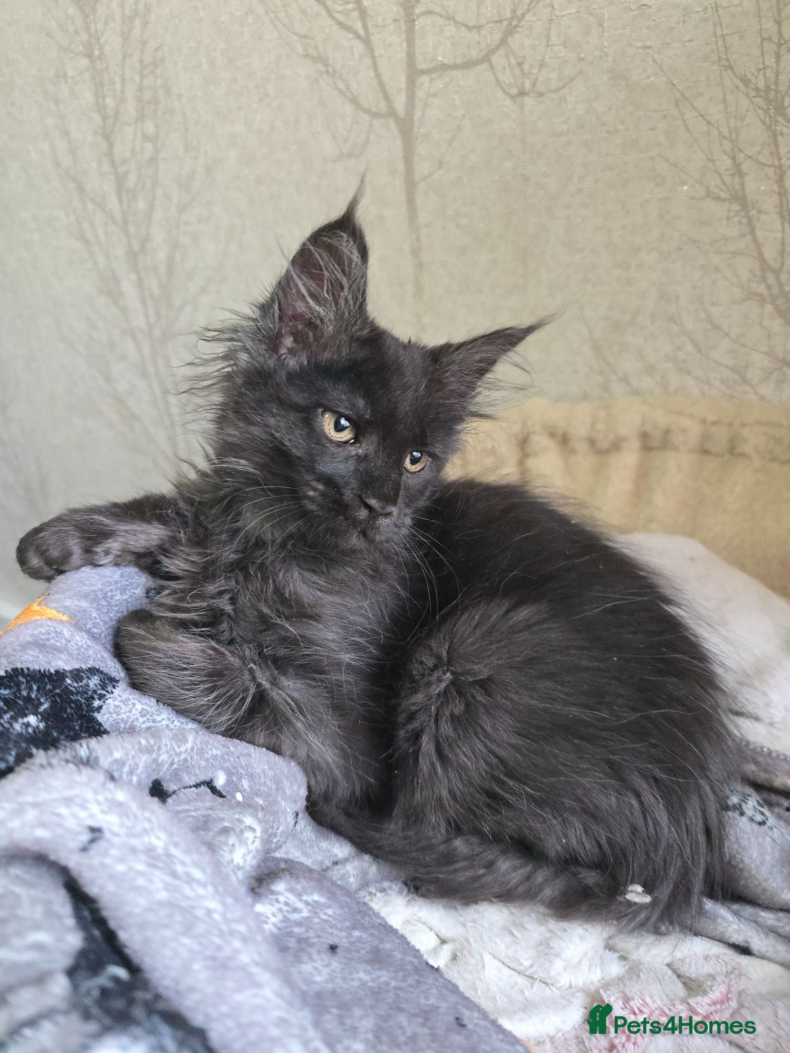 Maine Coon cats READY NOW Black Smoke Maine Coon Kitten - Advert 11