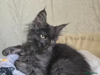 Maine Coon cats READY NOW Black Smoke Maine Coon Kitten - Advert 11