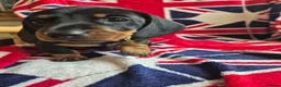 Miniature Dachshund dogs for sale: 🐾 Beautiful Miniature Dachshund Puppies 🐾 - Advert 12