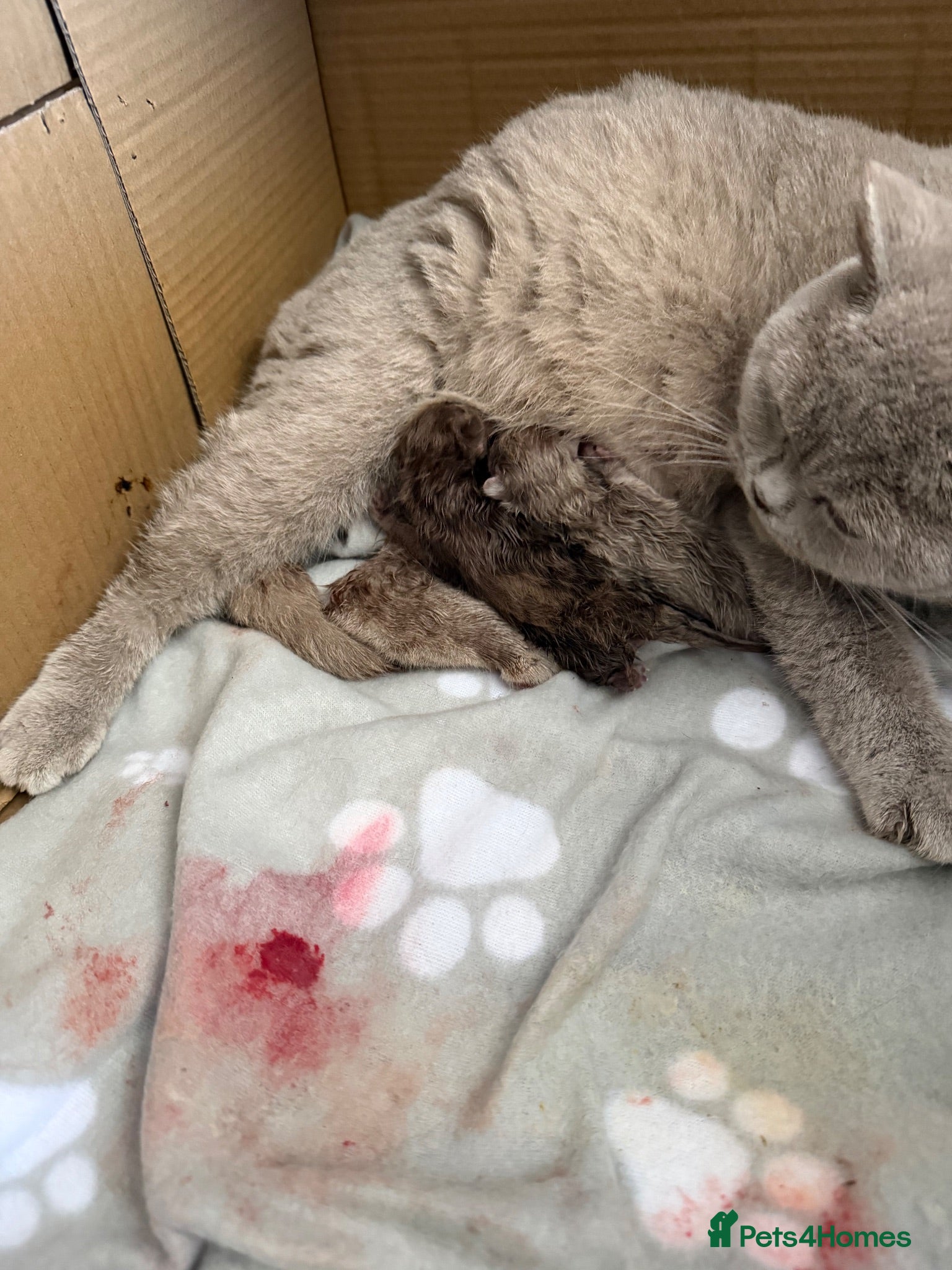 British Shorthair cats British shorthair kittens active  - Advert 1