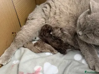 British Shorthair cats British shorthair kittens active - Advert 1