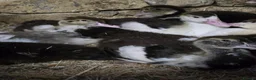 Ducks poultry for sale: Beautiful muscovy ducklings  - Advert 4