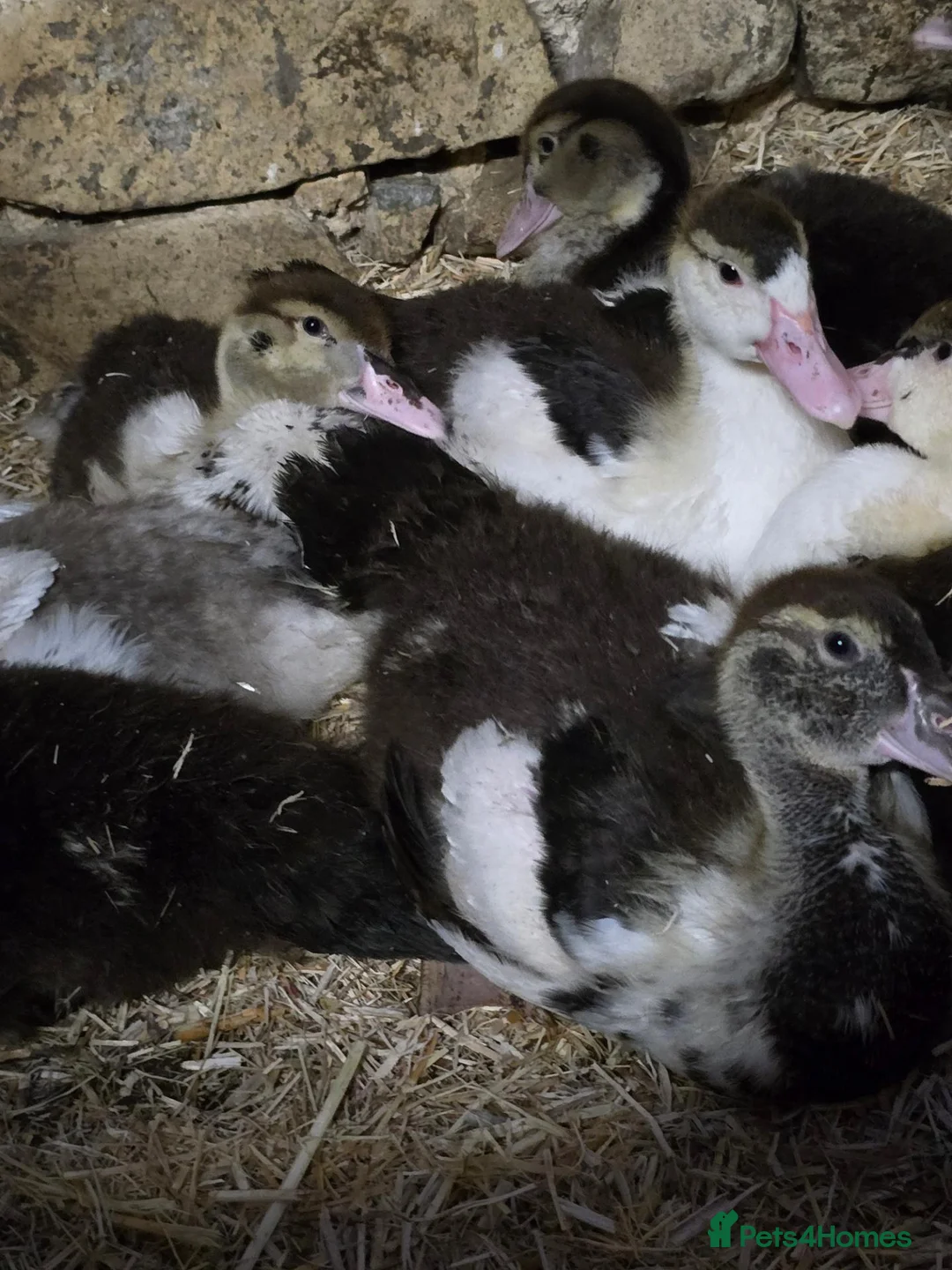 Ducks poultry for sale: Beautiful muscovy ducklings  - Advert 4