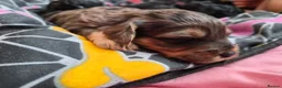Cockapoo dogs for sale: Cockapoos f1bs in Sunderland - Advert 4