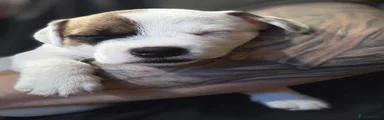 Mixed Breed 1