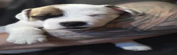 Mixed Breed dogs for sale: Jack Russell mixed breed puppies - Advert 24