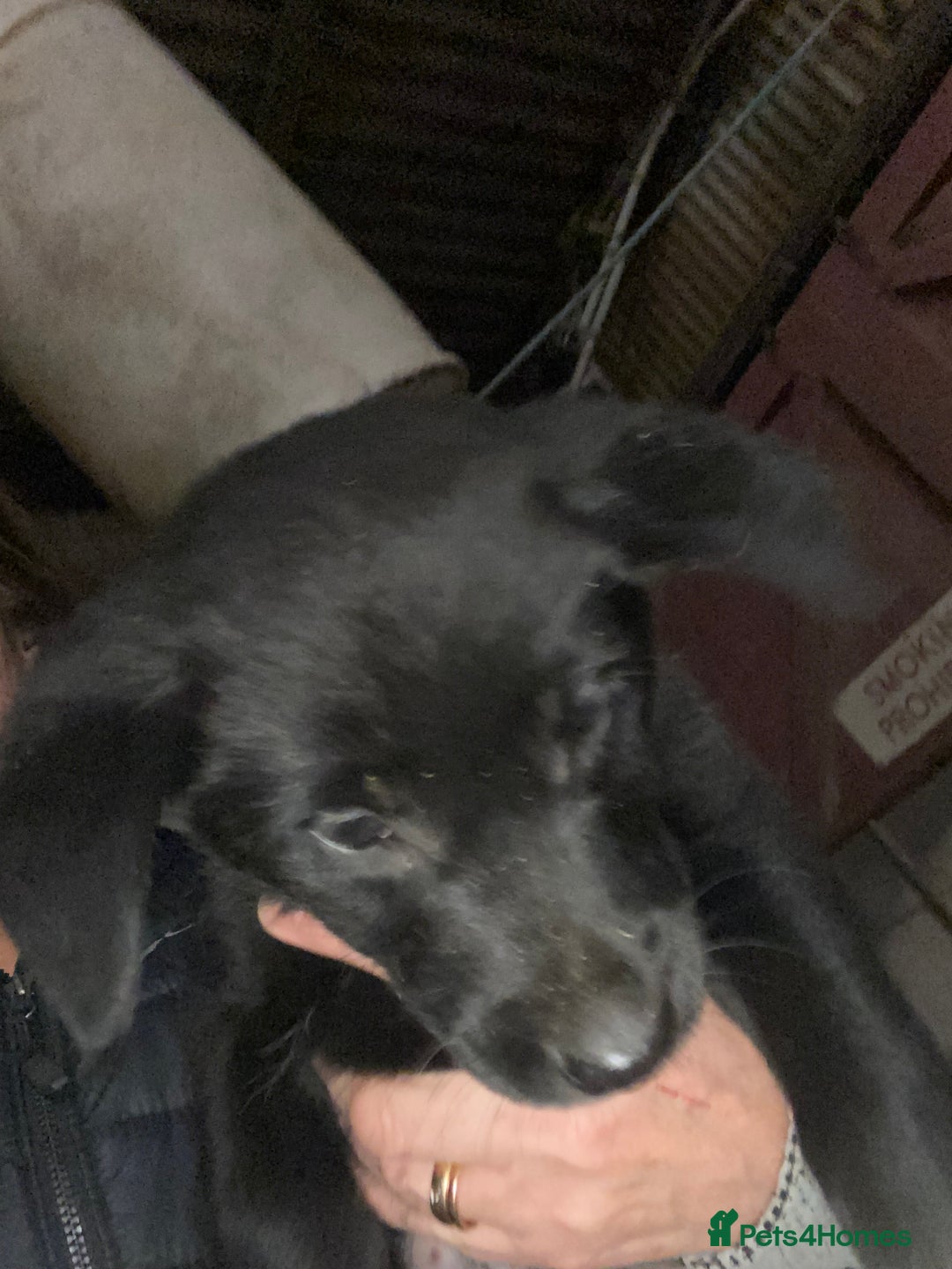 Mixed Breed dogs for sale: One little male Labrador x collie - Advert 22