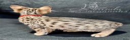 Savannah cats for sale: 12 Weeks Old 5*! -Exceptional Quality Tica Registr - Advert 18