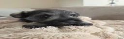 Miniature Schnauzer dogs for sale: Outstanding Miniature Schnauzer puppies - Advert 18