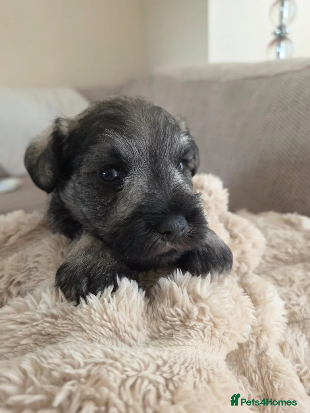 Miniature Schnauzer dogs for sale: Outstanding Miniature Schnauzer puppies - Advert 18