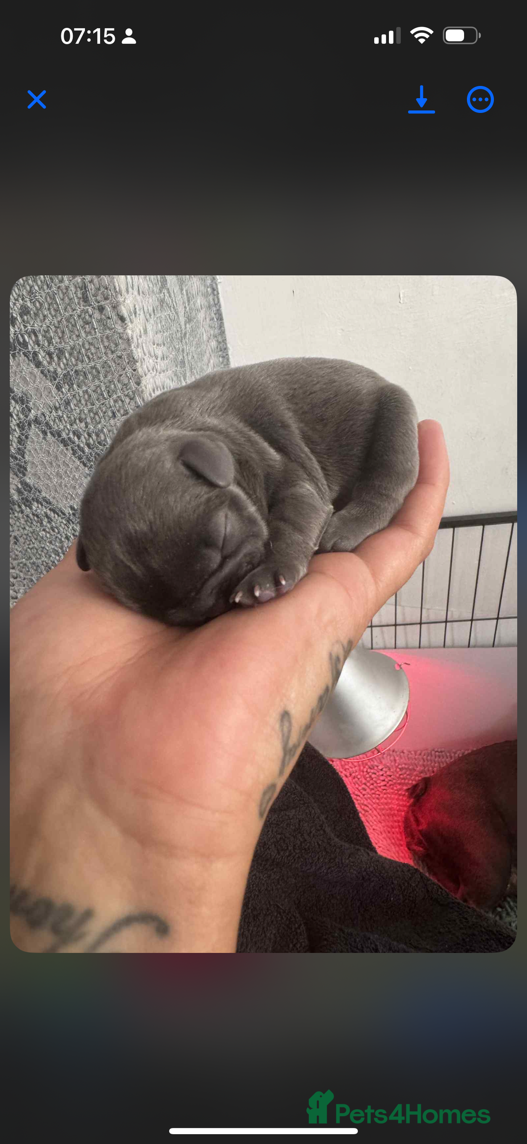 French Bulldog dogs for sale: French bulldog puppys  - Advert 6