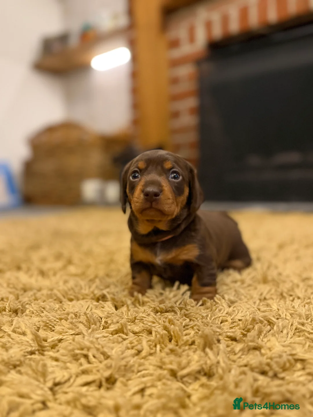 Miniature Dachshund dogs for sale: KC Miniature Dachshund puppies for sale  in Colchester - Advert 20