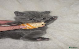 British Shorthair cats for sale: First Litter British Shorthair Pedigree Breed Blue - Image 19