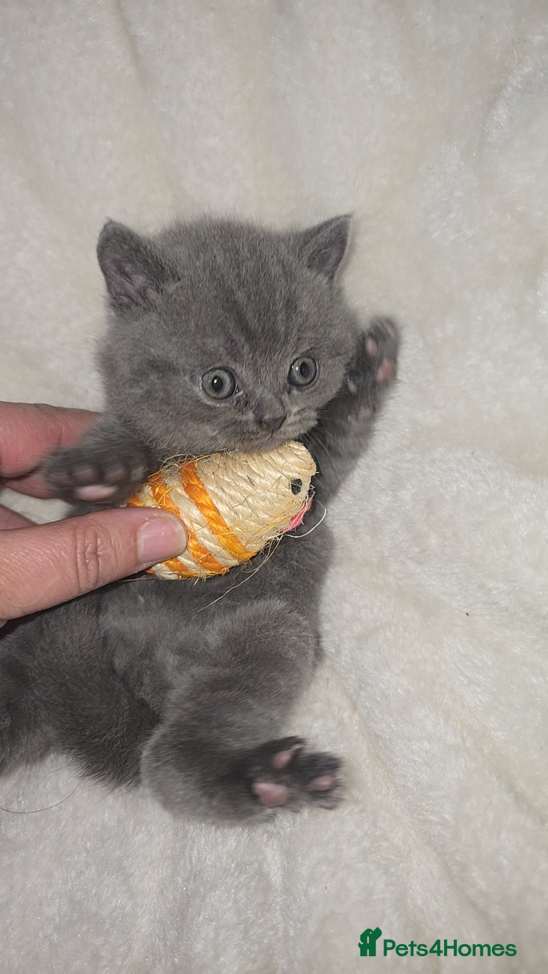 British Shorthair cats for sale: First Litter British Shorthair Pedigree Breed Blue - Image 19