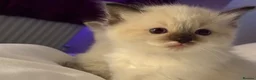 Ragdoll cats for sale: Ragdol kitten  - Advert 7