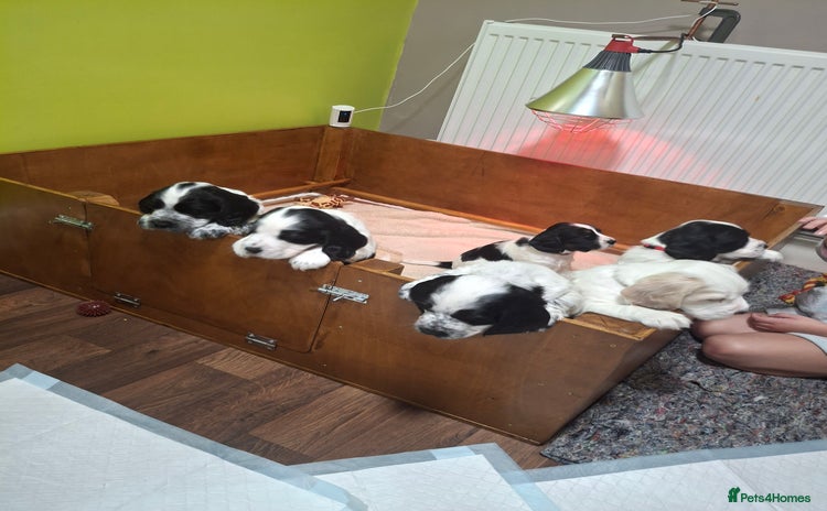 Cocker Spaniel dogs - Advert 14