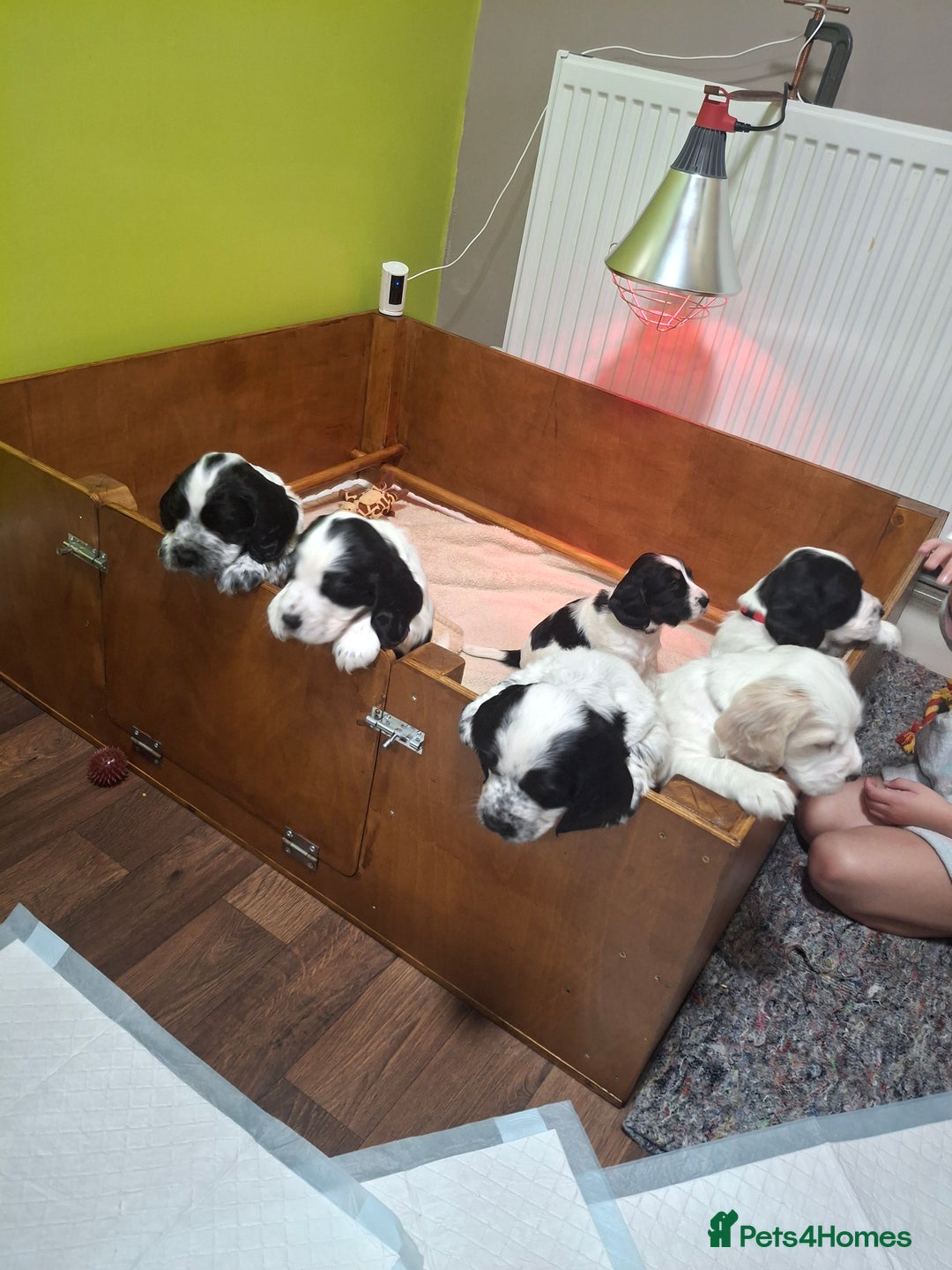 Cocker Spaniel dogs for sale: Beautiful cocker spaniel boys - Image 1