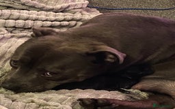 Staffordshire Bull Terrier dogs for sale: Amazing litter of blue staff pups ready to go  - Image 7