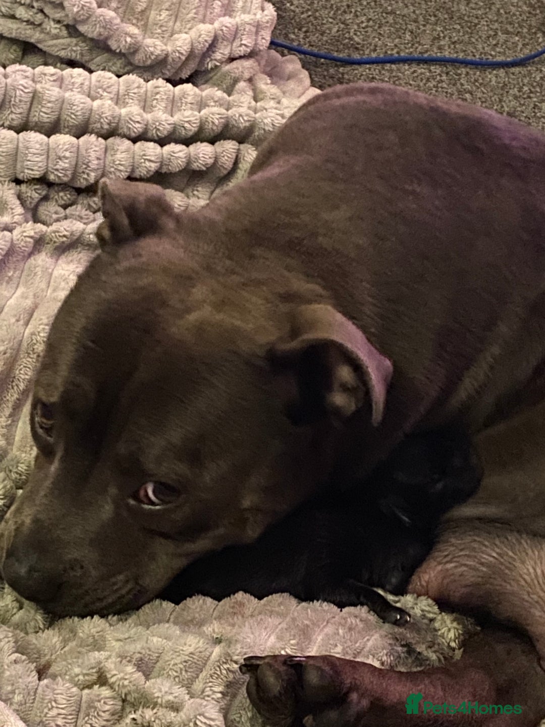 Staffordshire Bull Terrier dogs for sale: Amazing litter of blue staff pups ready to go  - Image 7