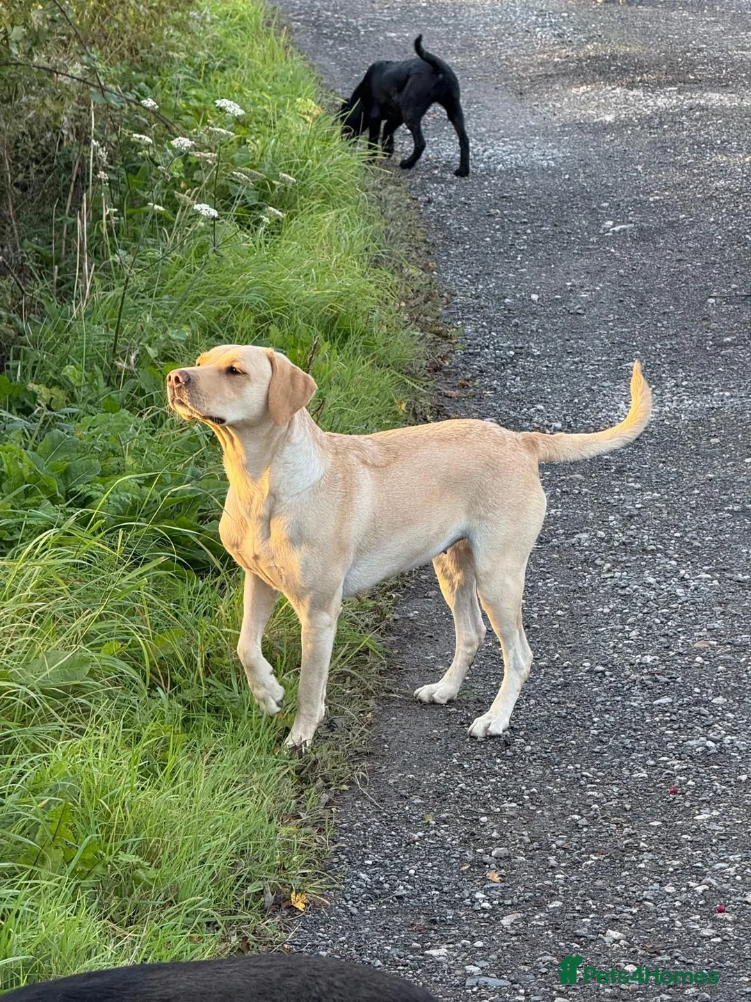 Labrador Retriever dogs for sale: Excellent KC reg-health checked home bred line in Lancaster - Advert 11