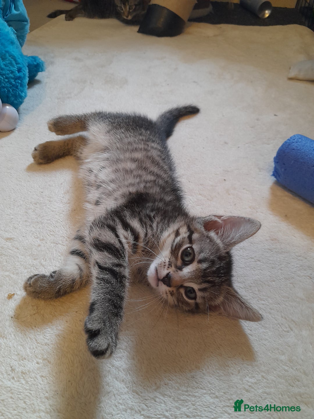 Mixed Breed cats for sale: Kittens available  - Image 14