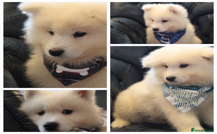 Samoyed dogs - Advert 1