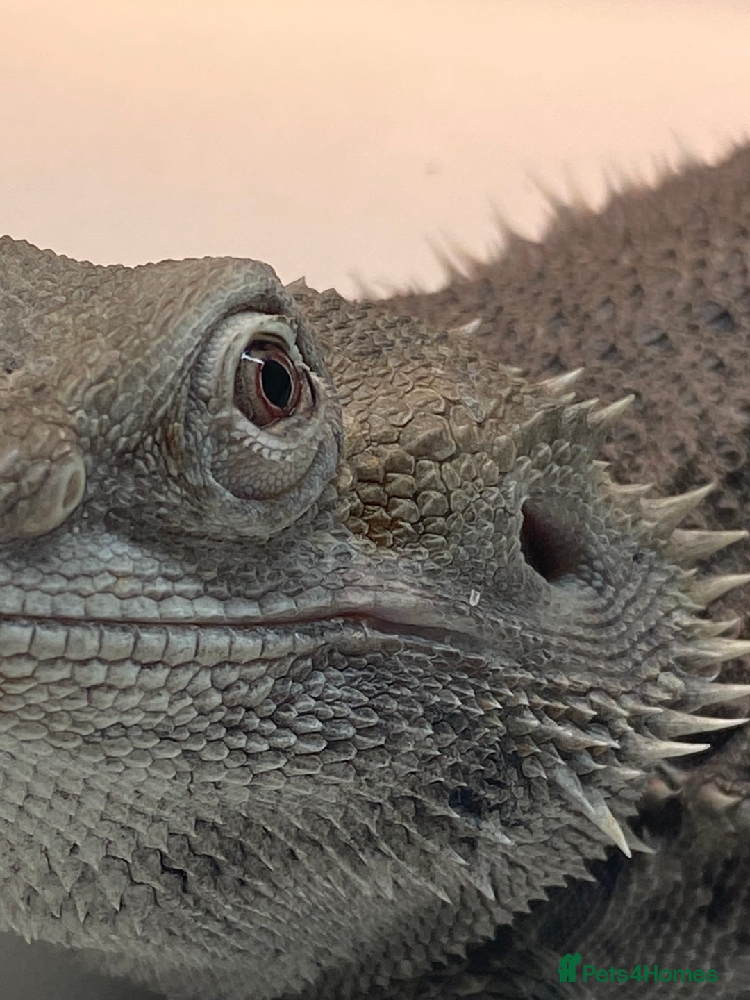 Bearded Dragon reptiles for sale: Zero morph cats eyes - Advert 6