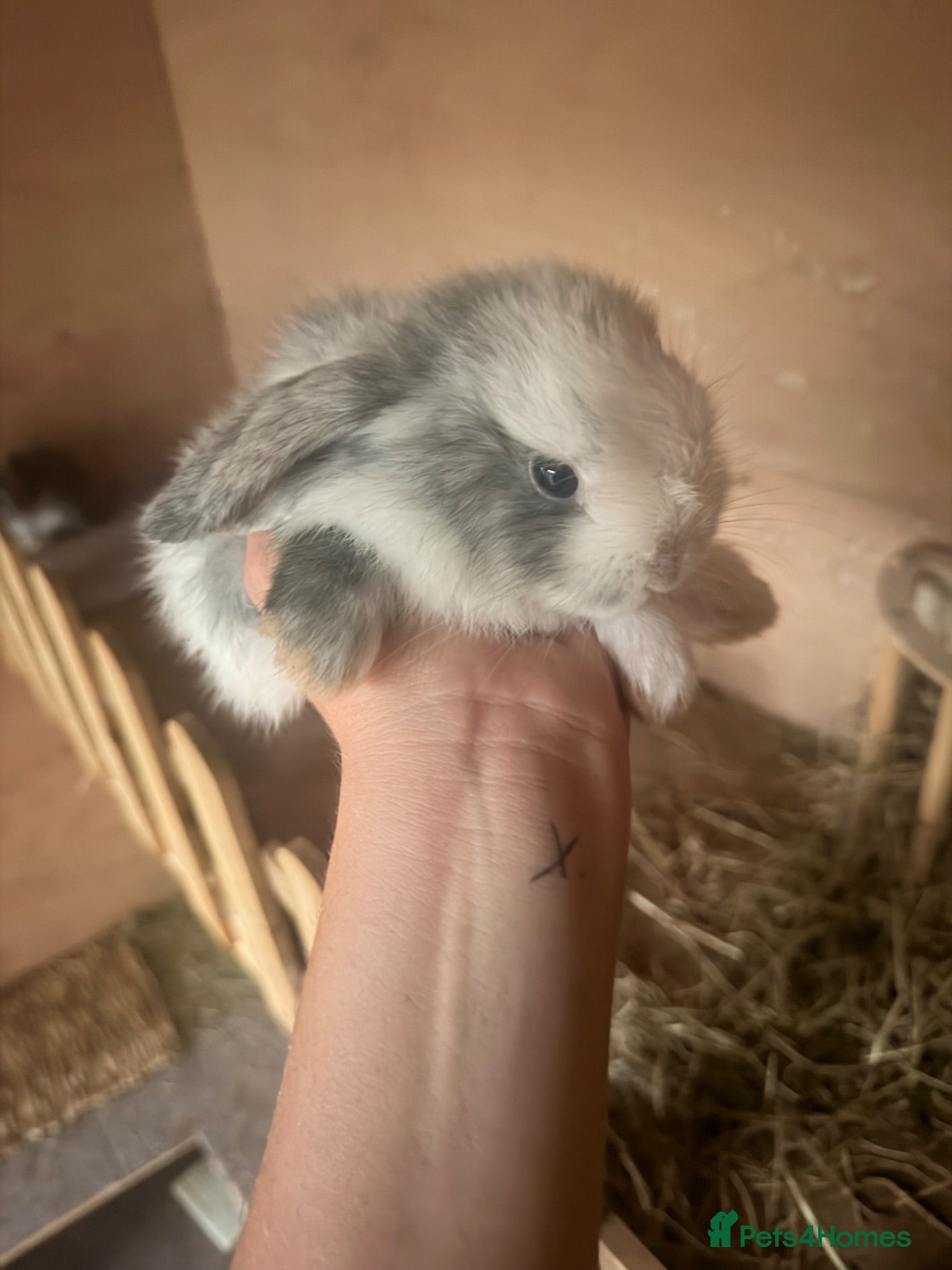 Dwarf Lop rabbits 3 x dwarf lop kits - rehomed from 10.09 from - Advert 2