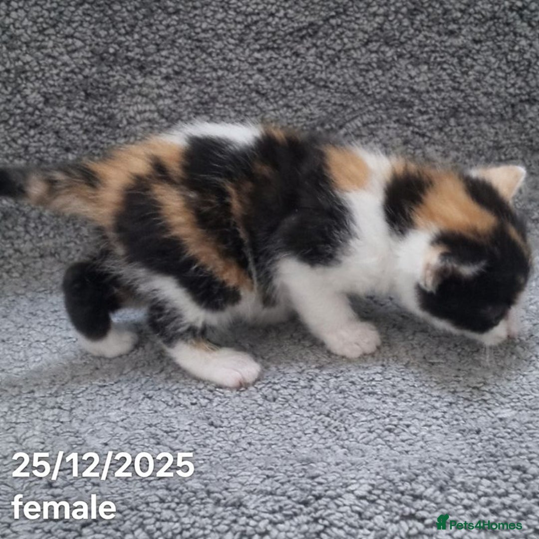 Mixed Breed cats for sale: Beautiful Kittens for Sale – 3 Females & 3 Males - Advert 16