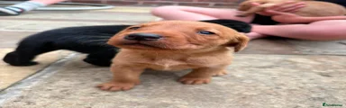 Labrador Retriever 5