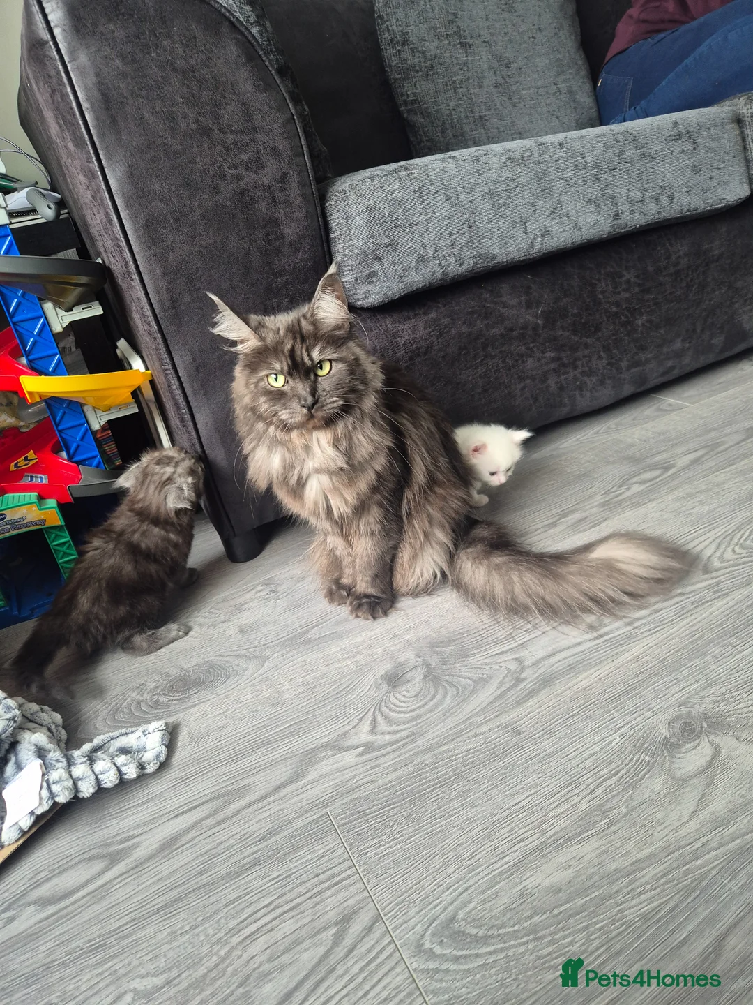 Maine Coon cats for sale: Stunning Maine Coon Kittens - Advert 1