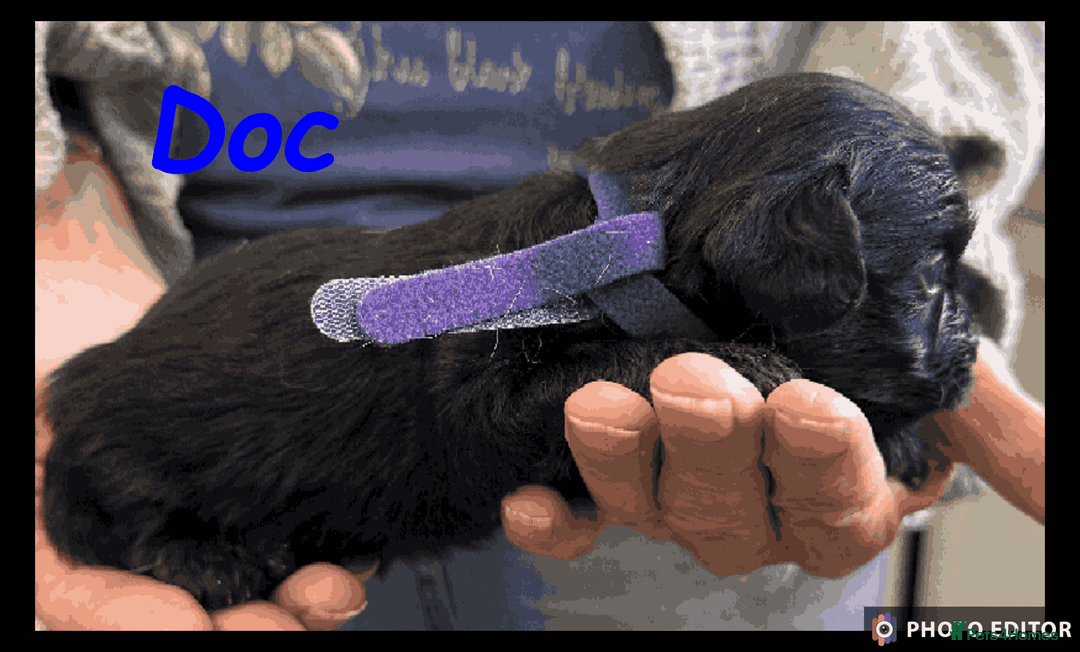 Yorkiepoo dogs for sale:  Adorable YorkiePoo Pups Looking for Loving Homes  - Image 8