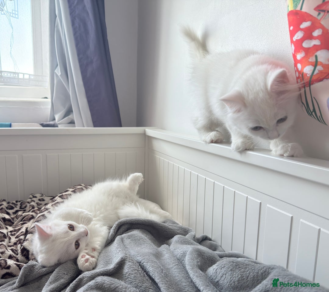 Persian cats for sale: Loving Persian x Maine Coon Kittens Indoors only - Image 10
