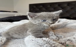 British Shorthair cats for sale: Our beautiful cute shorthair blue kittens - Image 6
