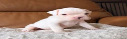 Boxer dogs for sale: Kc Red&White Boxer puppies health tested parents  - Advert 9