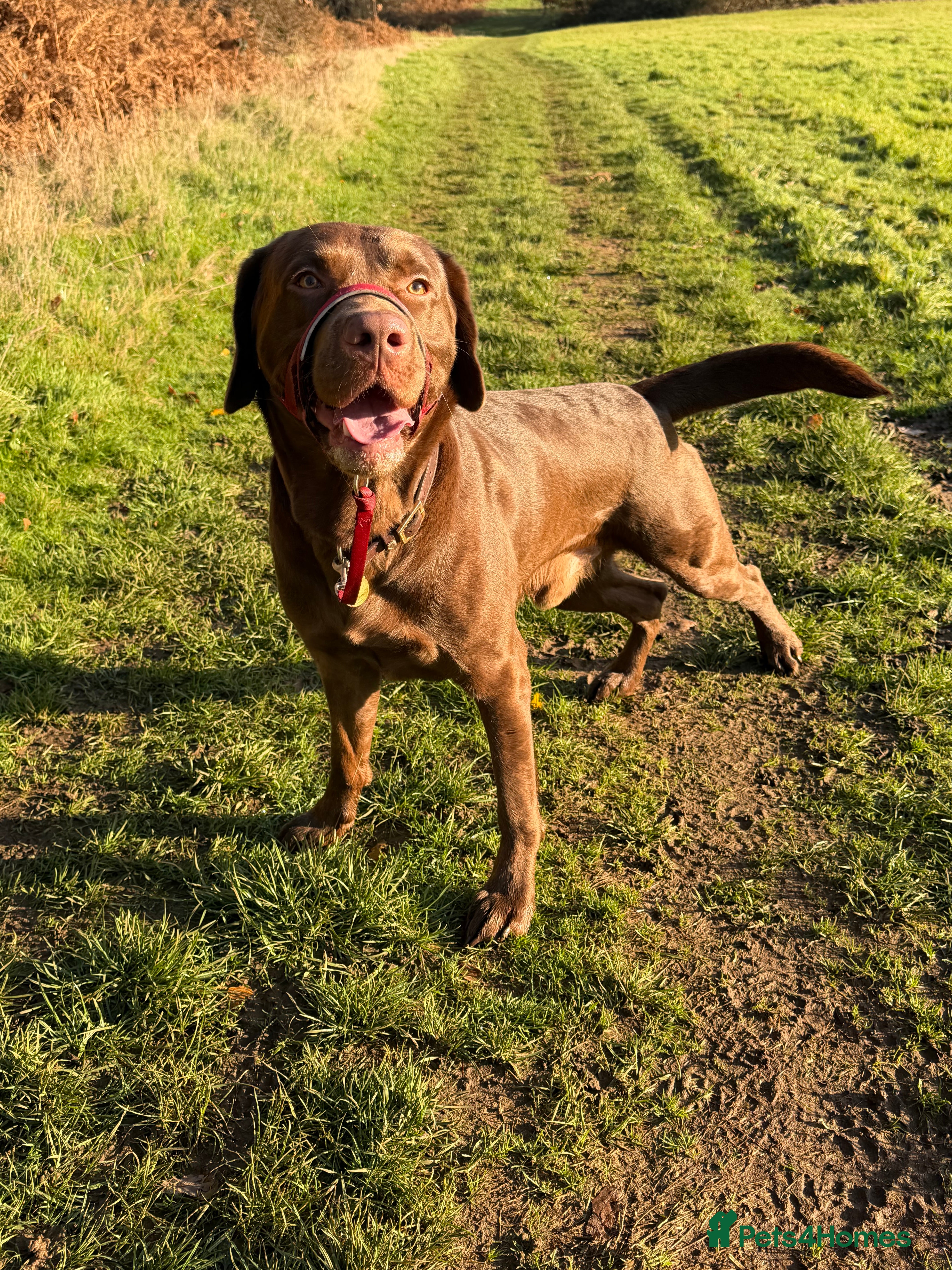 Labrador Retriever dogs Male chocolate Labrador  - Advert 1