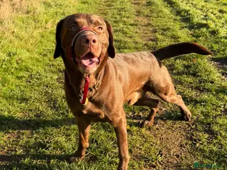 Labrador Retriever dogs Male chocolate Labrador - Advert 1