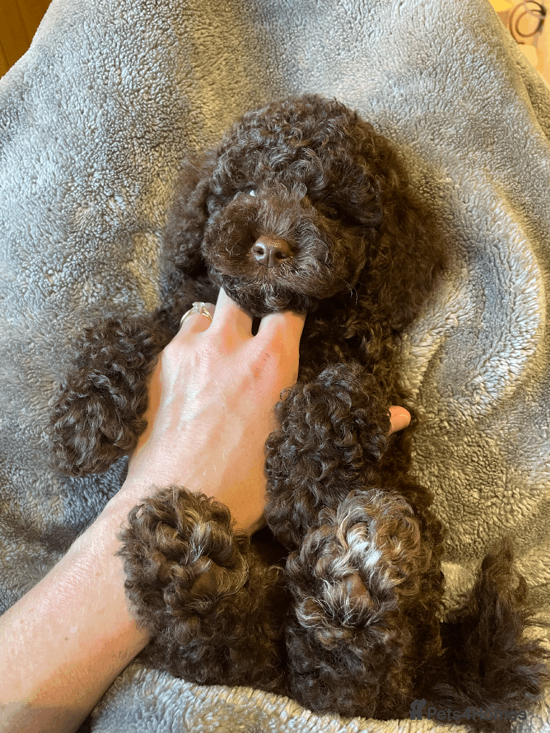 Cockapoo dogs for sale: F1b Toy Cockapoo puppy - Advert 7