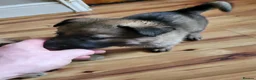 German Shepherd dogs for sale: German Shepherd pups Straight back KC registered - Advert 29