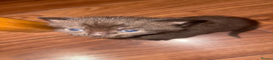 British Shorthair Kitten 5