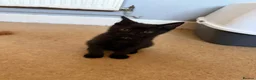 Mixed Breed cats for sale: Male kitten - Advert 4