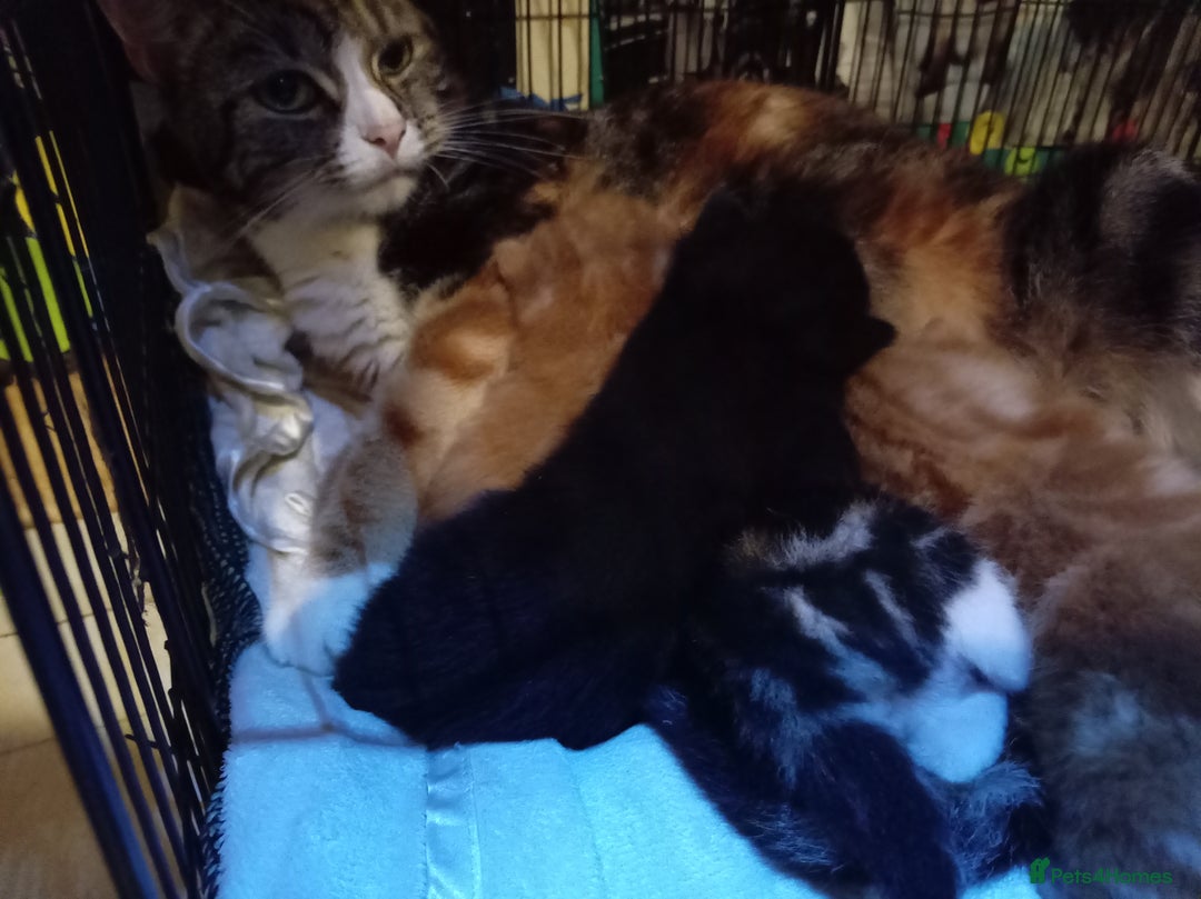Mixed Breed cats for sale: Four mixed breed British short kittens - Image 35