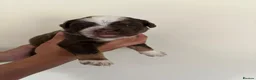 Olde English Bulldogge dogs for sale: Olde English fluffy Bulldogges in Bromsgrove - Advert 4