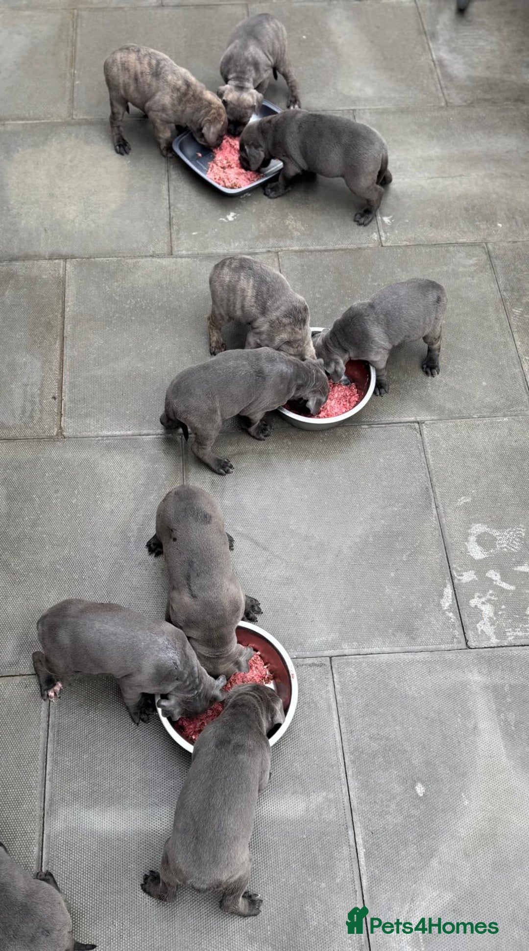 Cane Corso dogs for sale: Champion breed boodline cane corso  - Image 13