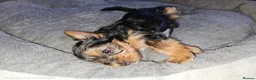 Yorkshire Terrier dogs for sale: 🐶 💖Pedigree Yorkshire Terrier Puppies💖 🐶 - Advert 11