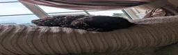Cockapoo dogs for sale: 1 Stunning Chocolate Cockapoo remaining - Advert 5