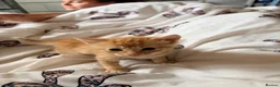 Domestic Shorthair cats for sale: 3 ginger and white boy kittens  in Cumnock - Advert 28